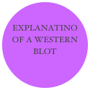 EXPLANATINO OF A WESTERN BLOT