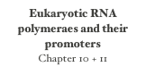 Eukaryotic RNA polymeraes and their promoters
Chapter 10 + 11
