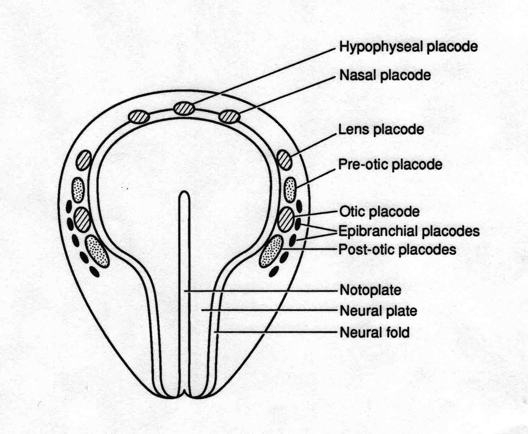 Positions of the epidermal pacodes at the open neural plate stage of a