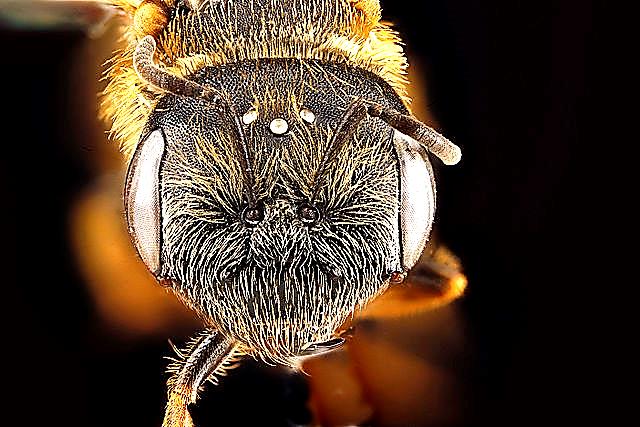 Native North American Honey Bees? – Native Beeology