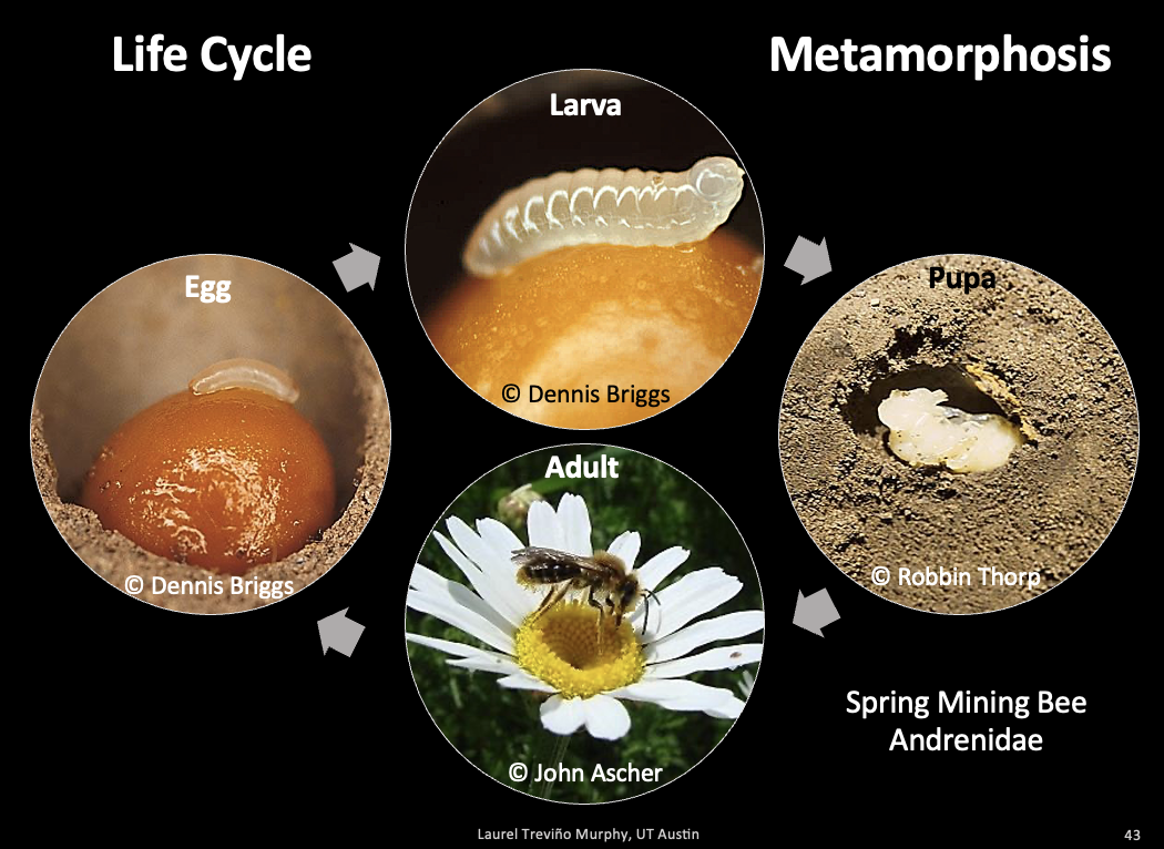 Bee life cycle has metamorphosis with egg, larva, pupa, adult phases.