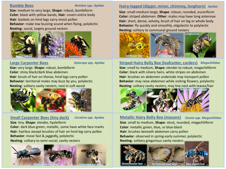 Bee ID Guides | The Jha Lab