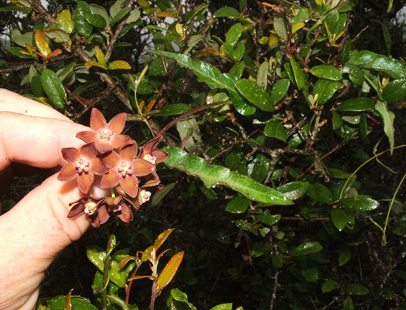 Sarcostemma crispum