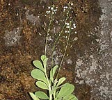 Samolus ebracteatus ssp. cuneatus