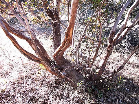 porcupine damage, 13 Jan 2008