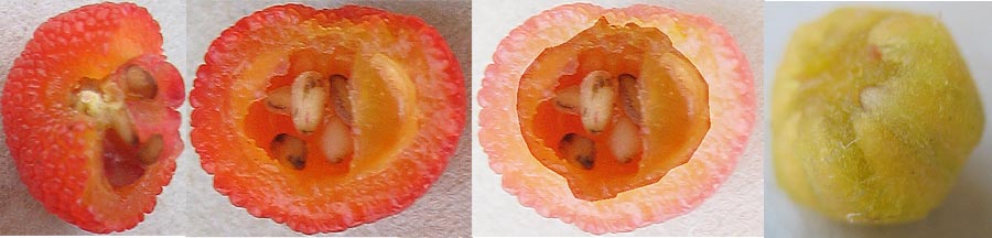 berry cut to show pyrene, seeds