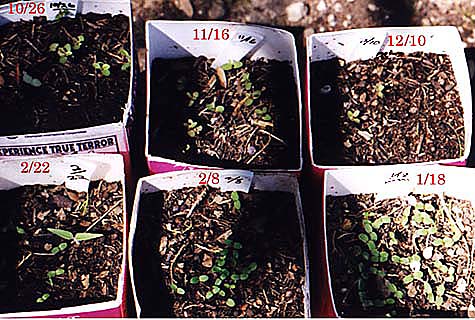 Seedlings in Cartons