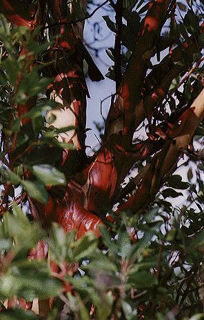 Red madrone trunk