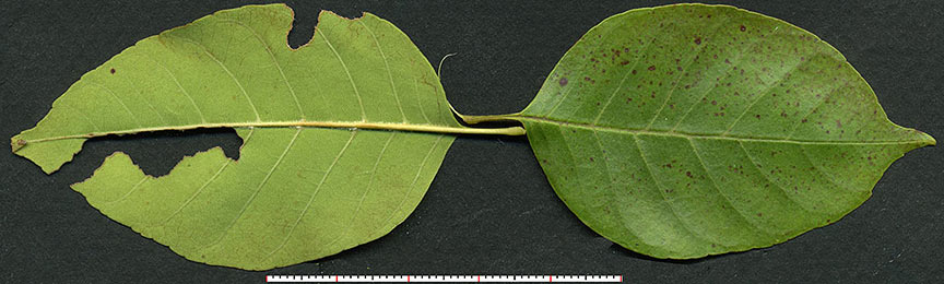 FRPE-F9-leafs-6C-12in