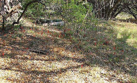 Salvia roemeriana