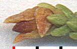 scale pulled back to show
gall shell