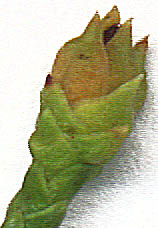 gall growth