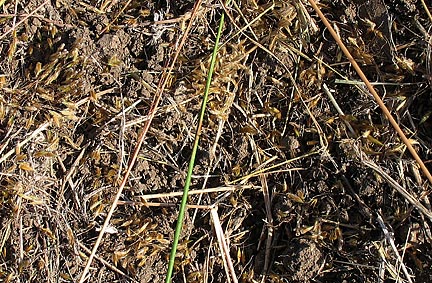 Indiangrass seeds