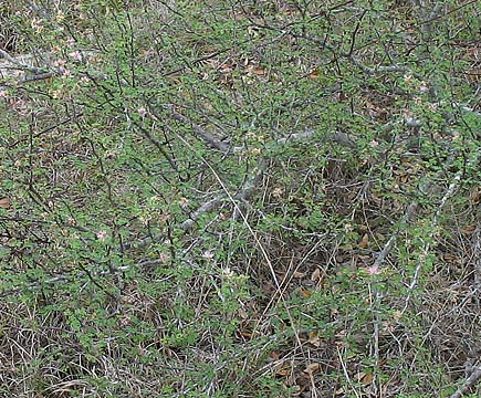 M. texana bush detail