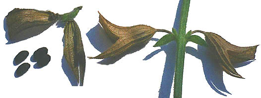 S.roemeriana seeds