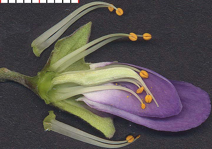 SOSE3-flower-cut