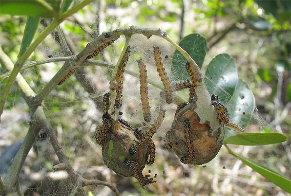 larvae - web