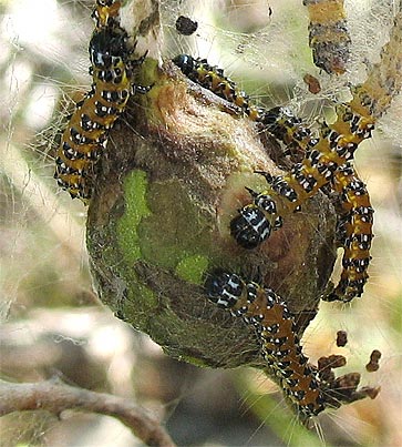 larvae-pod