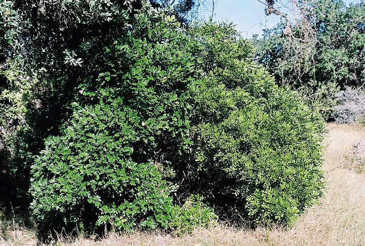 SOSE3-leafcomp