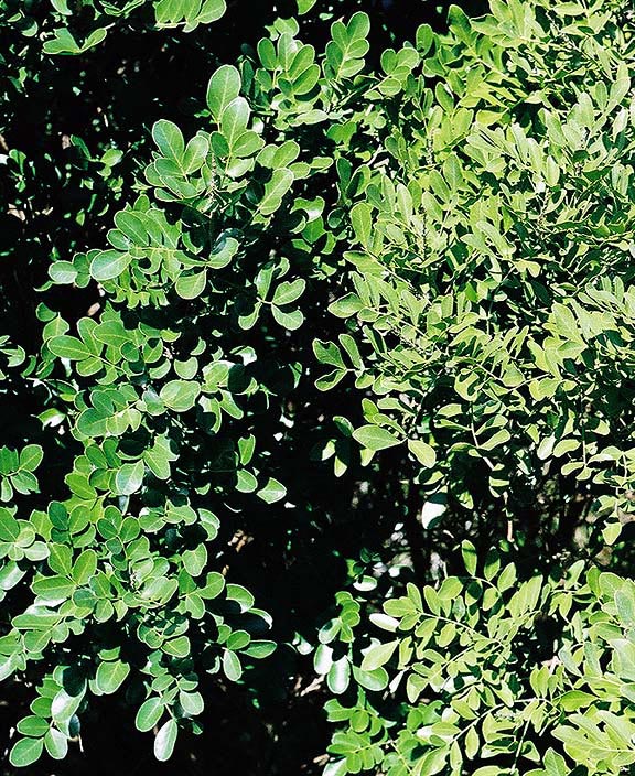SOSE3-leafdets