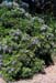 SOSE3-bloombush