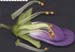 SOSE3-flower-cut