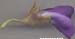 SOSE3-flower-fr-side