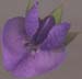 SOSE3-flower-headon