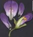 SOSE3-flower-parts