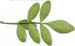SOSE3-leafbottom