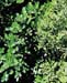 SOSE3-leafdets