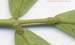 SOSE3-leafnodes