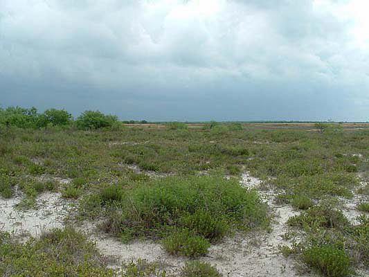 Common goldenweed, Leatherleaf, Leatherstem