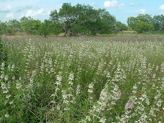 Horsemint