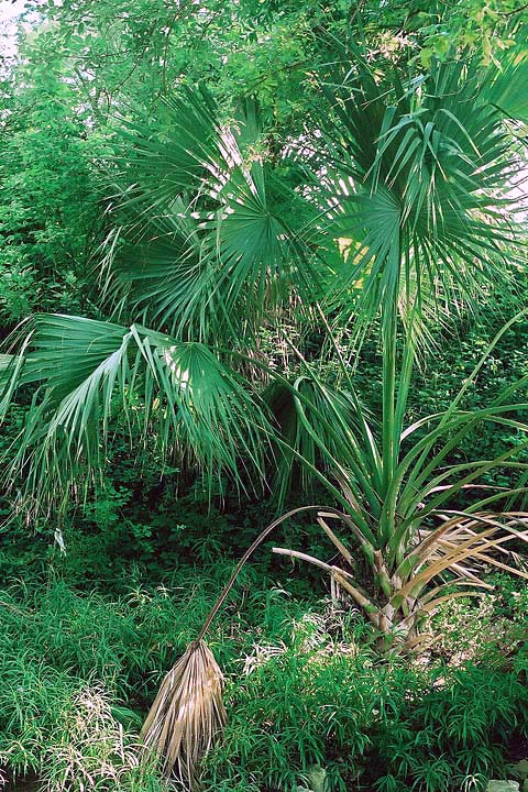 The large Sabal mexicana at Trinity and MLK