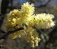 blackbrush acacia