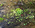 whorled marshpennywort