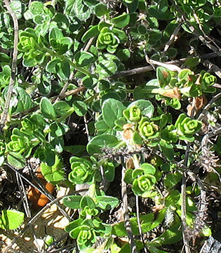 H. r. var. serpyllifolia