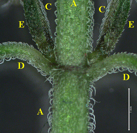 HEDR-stem-node-brct-pet-6in.jpg