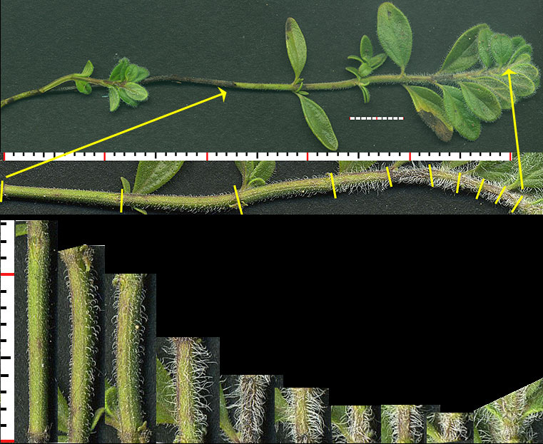 HESE5-grnshoot-nodes-23Jan-10in.jpg