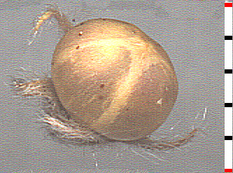 E. nuttallianus capsule