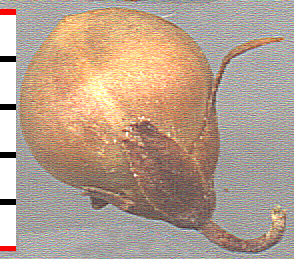 glabrous E. nuttallianus capsule