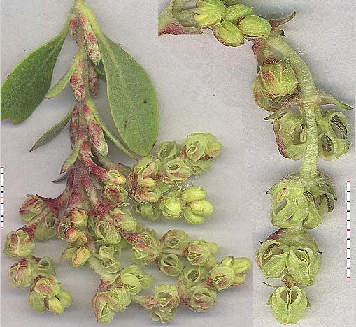 Staminate Flowers