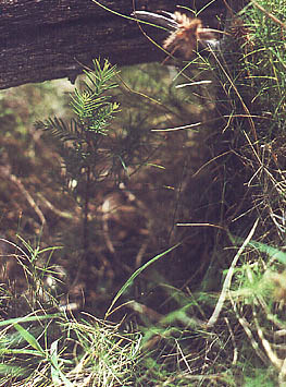cypress seedling