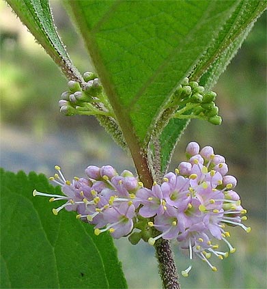 Callicarpa inflorescence