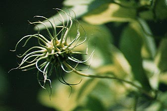 C. pitcheri seeds