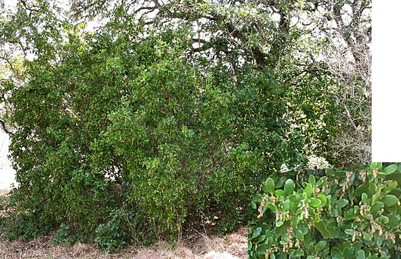 pistillate plant in bloom