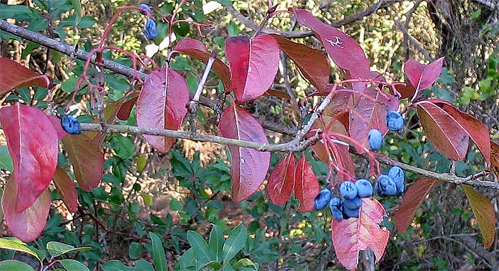 blue fruit/red leaves