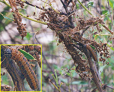 berberis larva