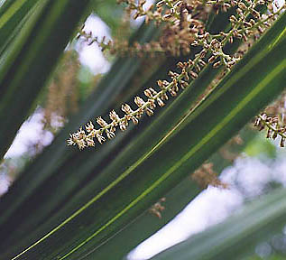 Brazoria palmetto flowers